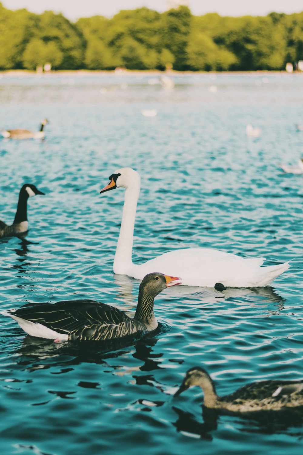 flock of swans