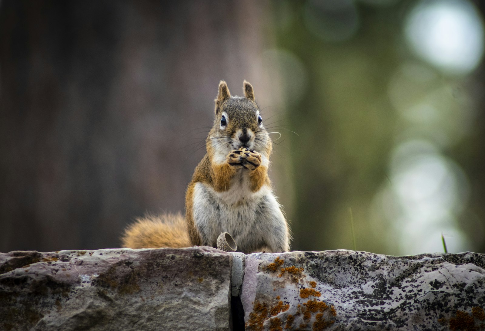 Nikon D5500 + Tamron SP 70-300mm F4-5.6 Di VC USD sample photo. Gray and brown squirrel photography