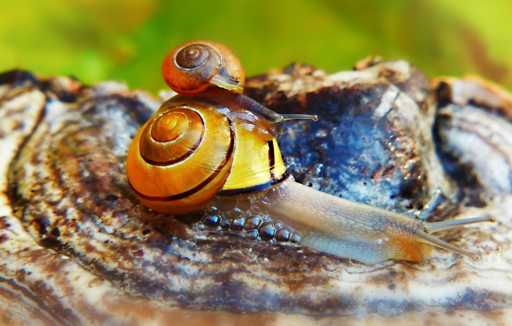 brown snail on tree