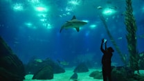 A large aquarium features a variety of marine life swimming gracefully. A shark is prominently visible in the center, surrounded by smaller fish. In the foreground, a silhouette of a person can be seen taking a photo or video, adding a sense of scale to the scene. The environment is filled with aquatic plants and rocks, creating a realistic underwater habitat.