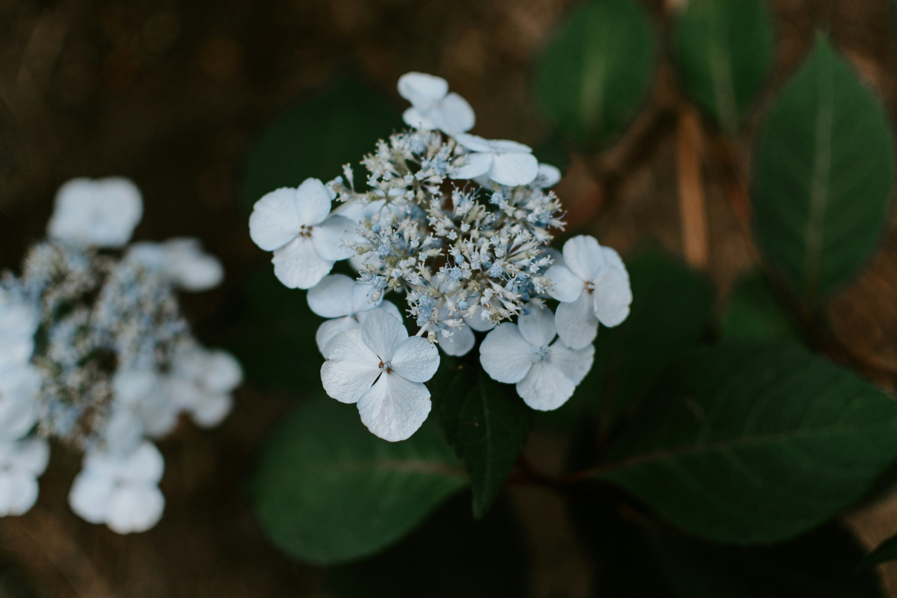 Photo by kellysikkema