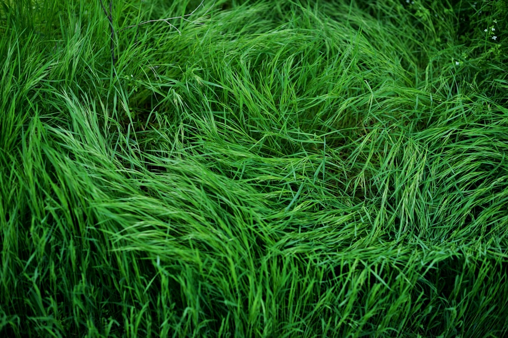 green grass