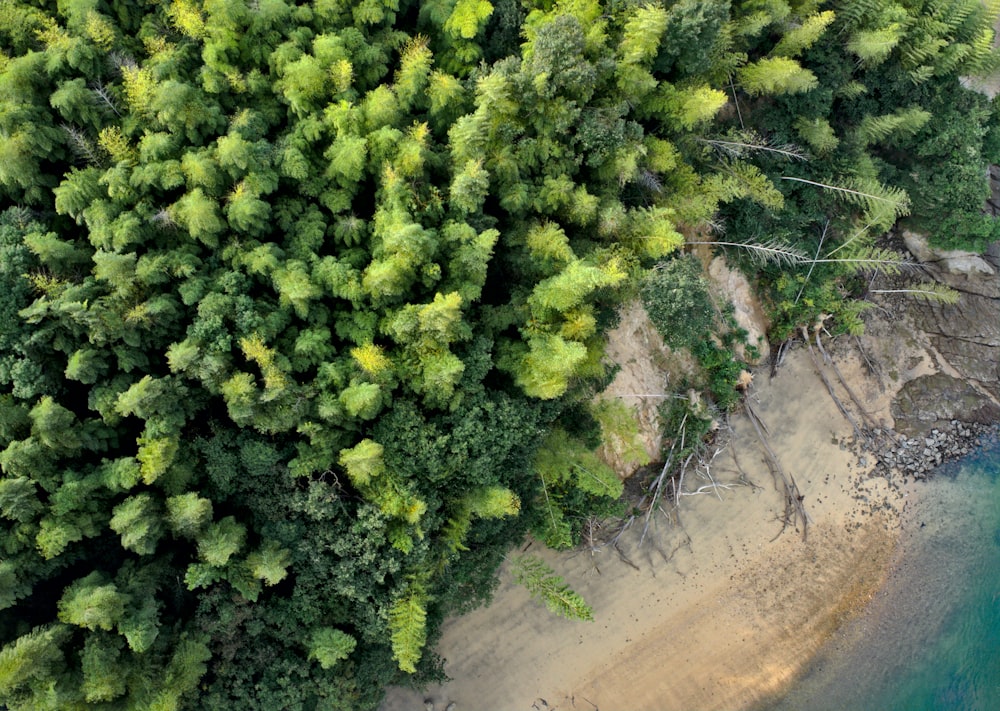 Luftaufnahmen des Waldes bei Tag
