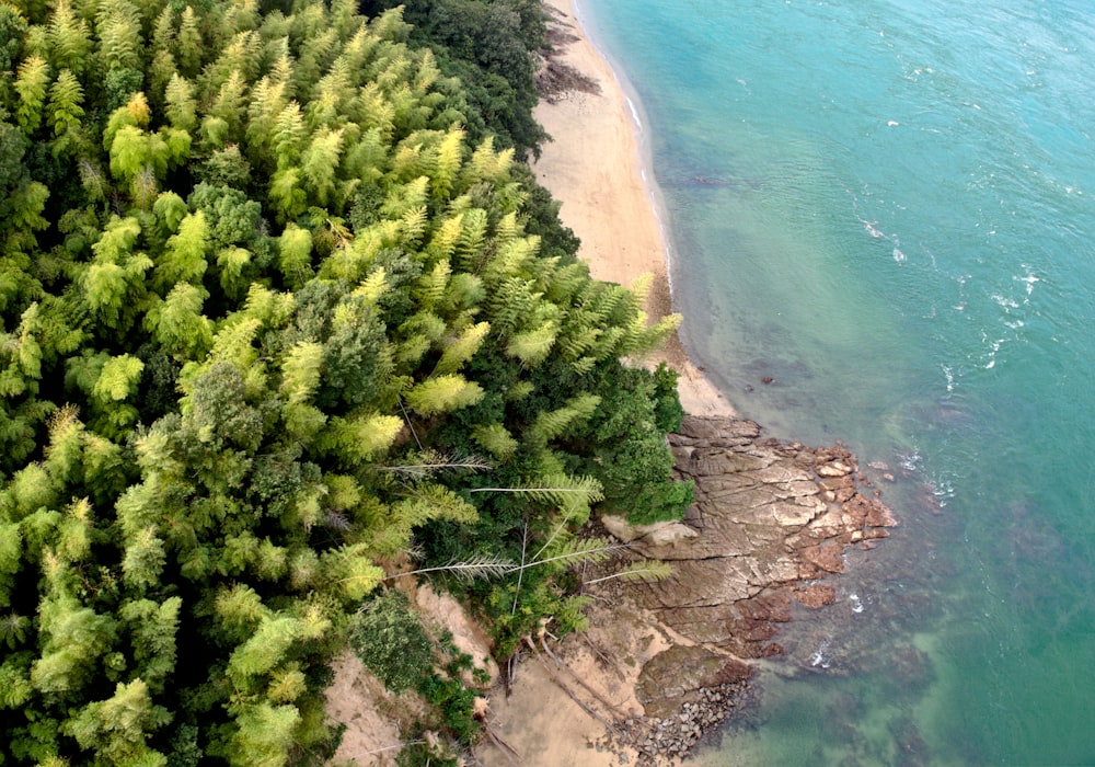 Grüne und braune Bäume in Strandnähe