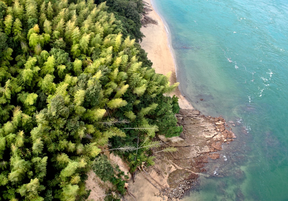해변 근처의 녹색과 갈색 나무