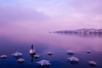 A tranquil lake scene with a misty atmosphere, where the water reflects a soft purple hue. Several floating, pyramid-like structures are visible, surrounding a buoy with a small bird perched on one of them. In the distance, a shoreline with clustered buildings and trees is faintly seen through the mist.