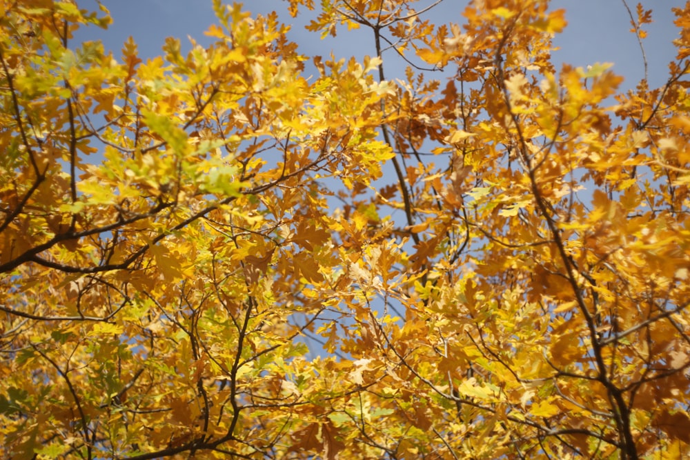 yellow-leafed tree