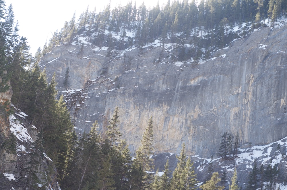 a mountain side with trees and snow on the ground