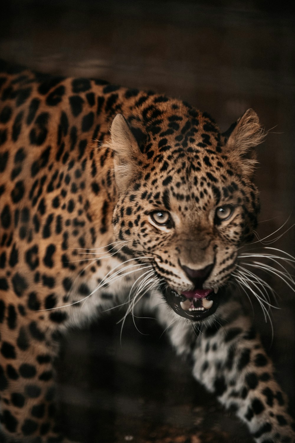 Leopardo marrón y negro