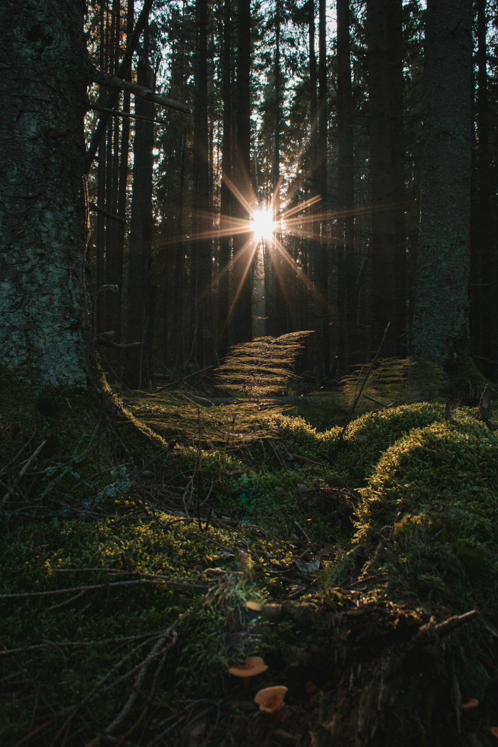 the sun is shining through the trees in the forest