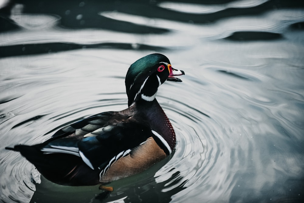 wood duck on water
