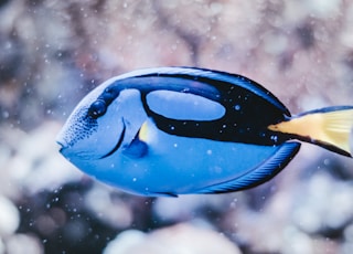 blue and black fish