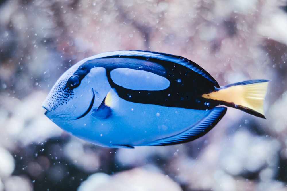blue and black fish