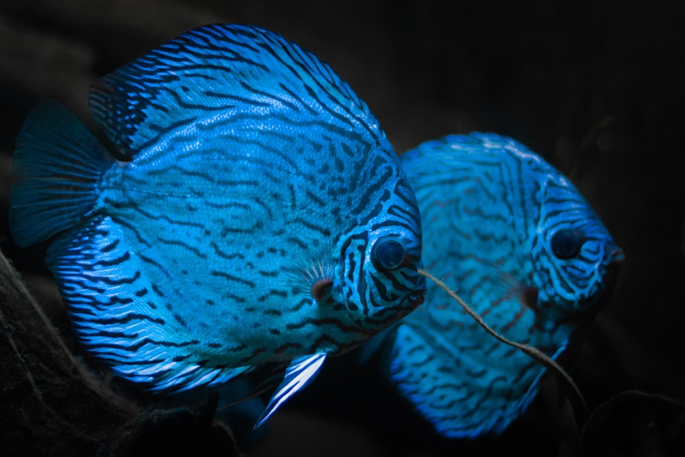 two blue discus fish