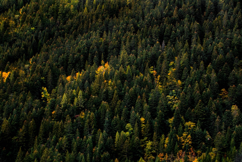 aerial photo of forest