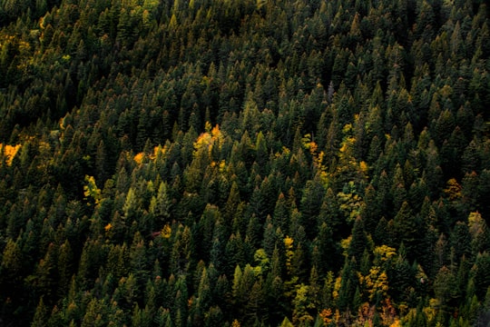 aerial photo of forest in Crans-Montana Switzerland