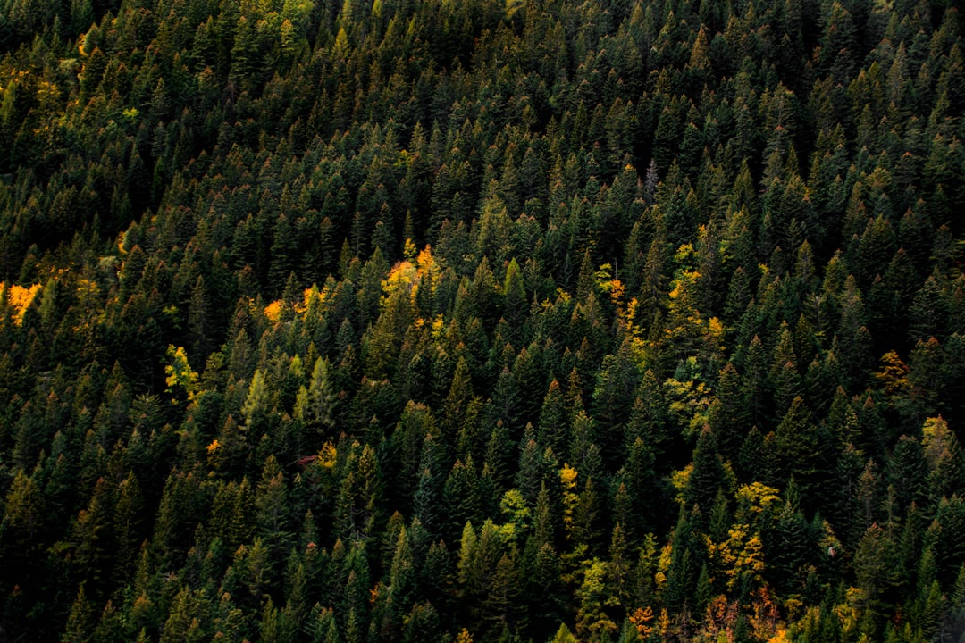 Tropical and subtropical coniferous forests photo spot Crans-Montana Oeschinen Lake