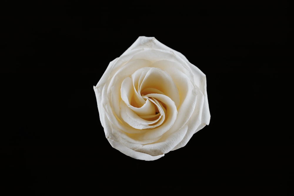 white rose