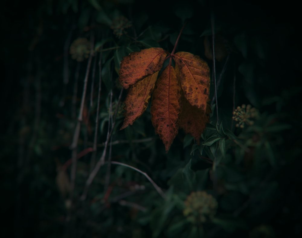 dried leaf