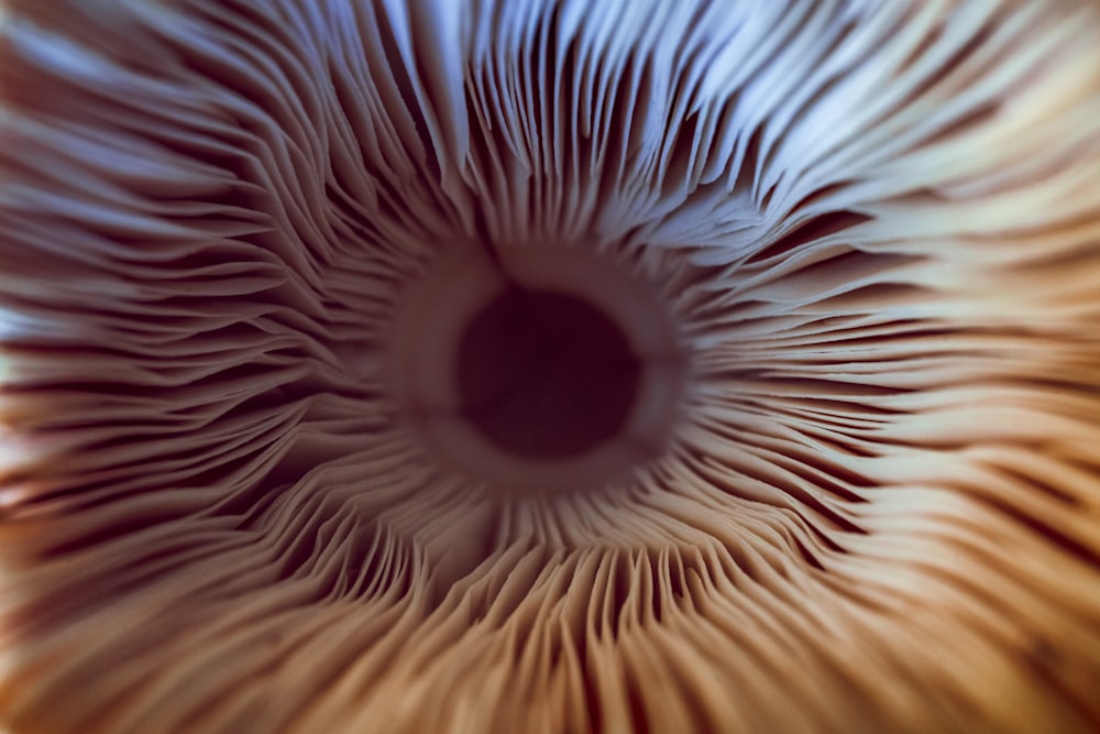 a close up view of the inside of an eye
