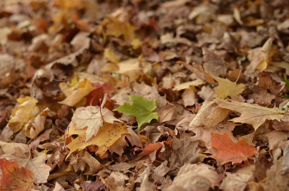 close-up photography of maple leaf