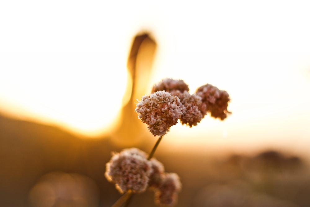 shallow focus photo of dandelions