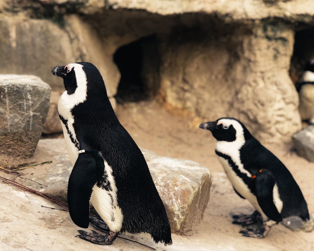 two black-and-white penguins beside stone fragment