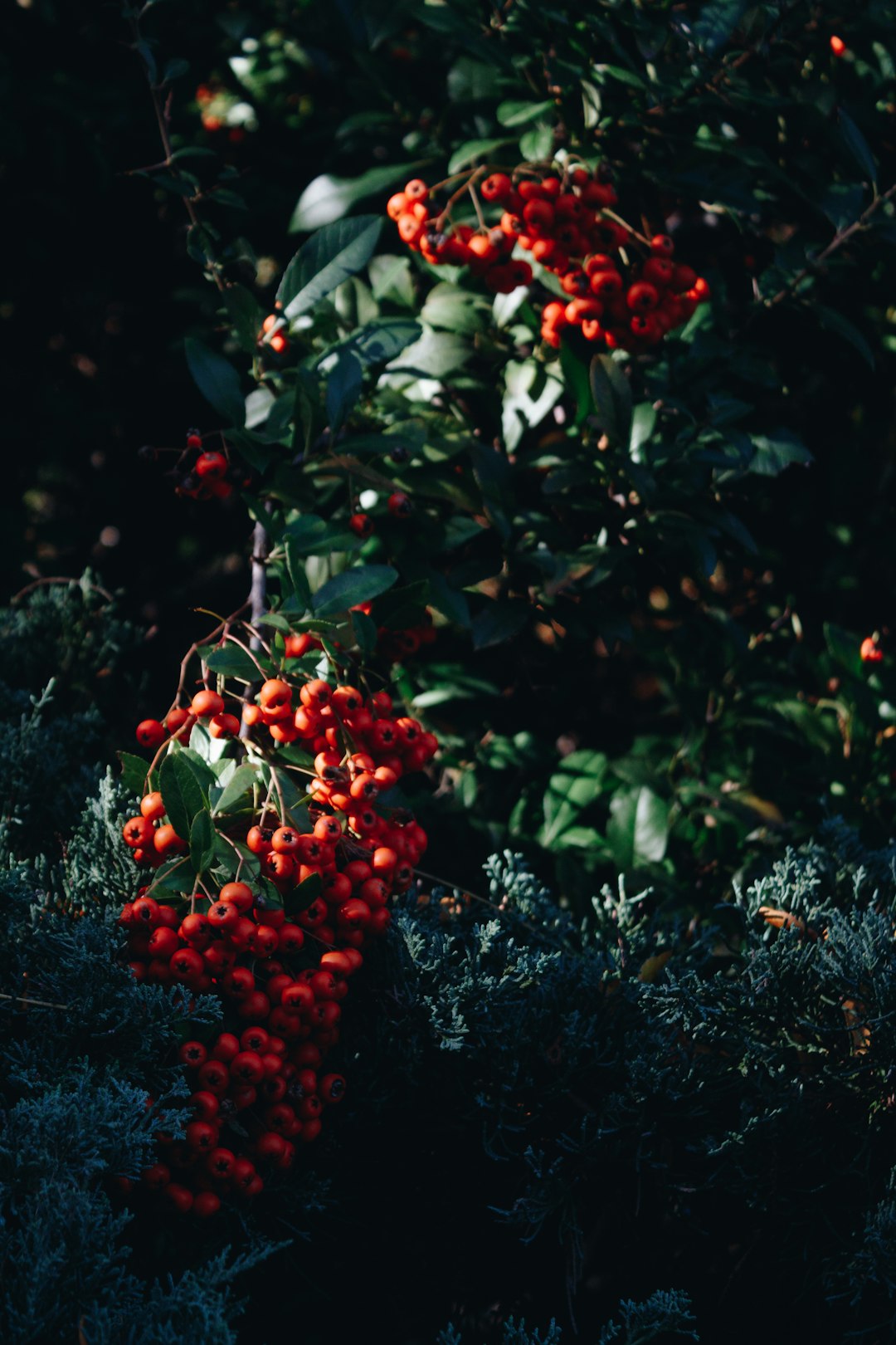 round red fruits