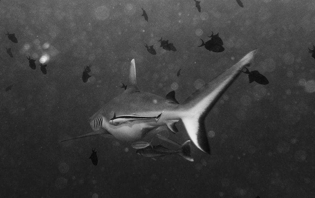 grayscale photography of shark