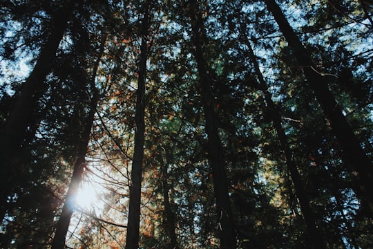 photo of Washington Forest near Mount Stuart