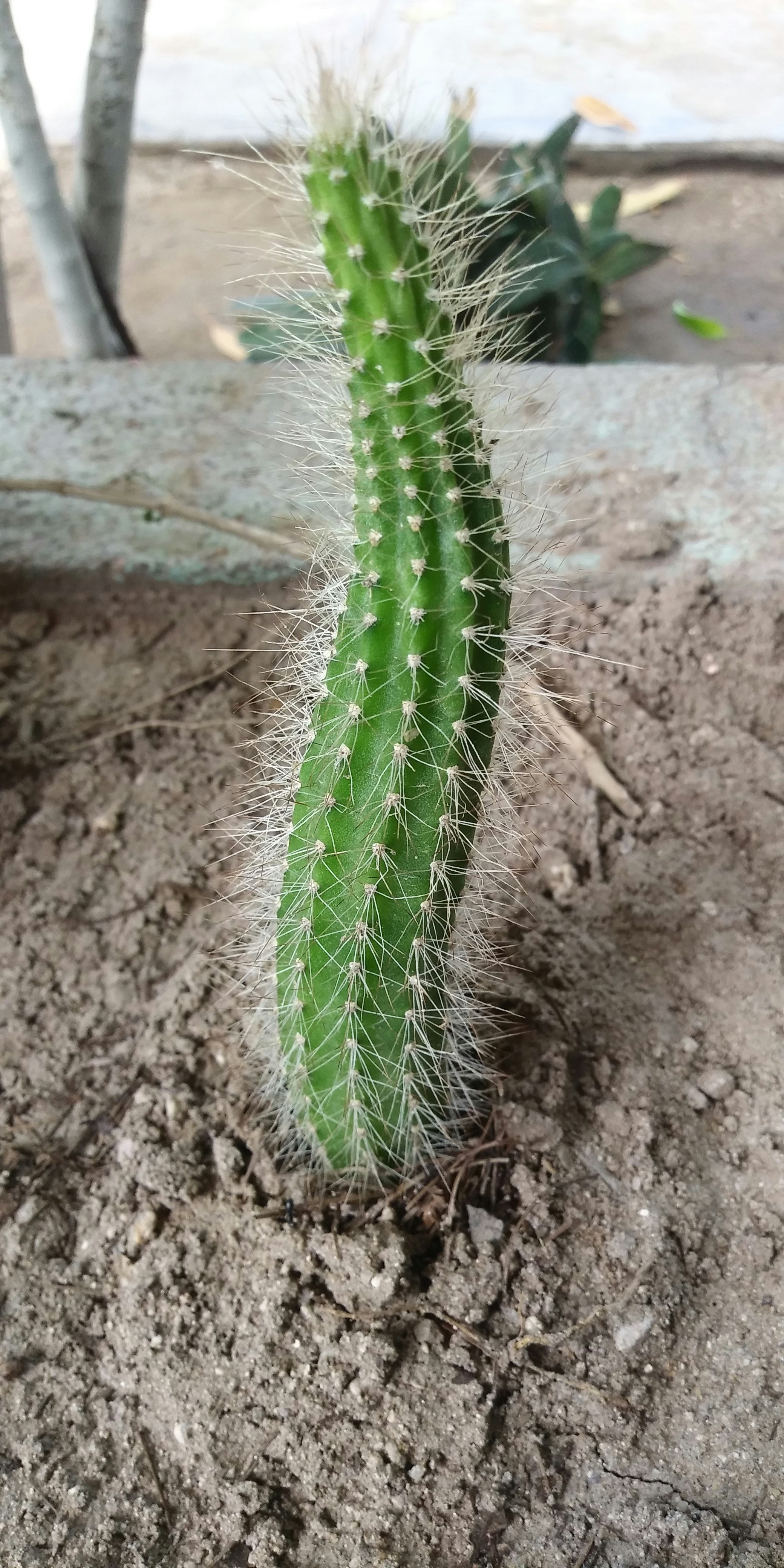 Small round cactus - Golden Barrel Cactus