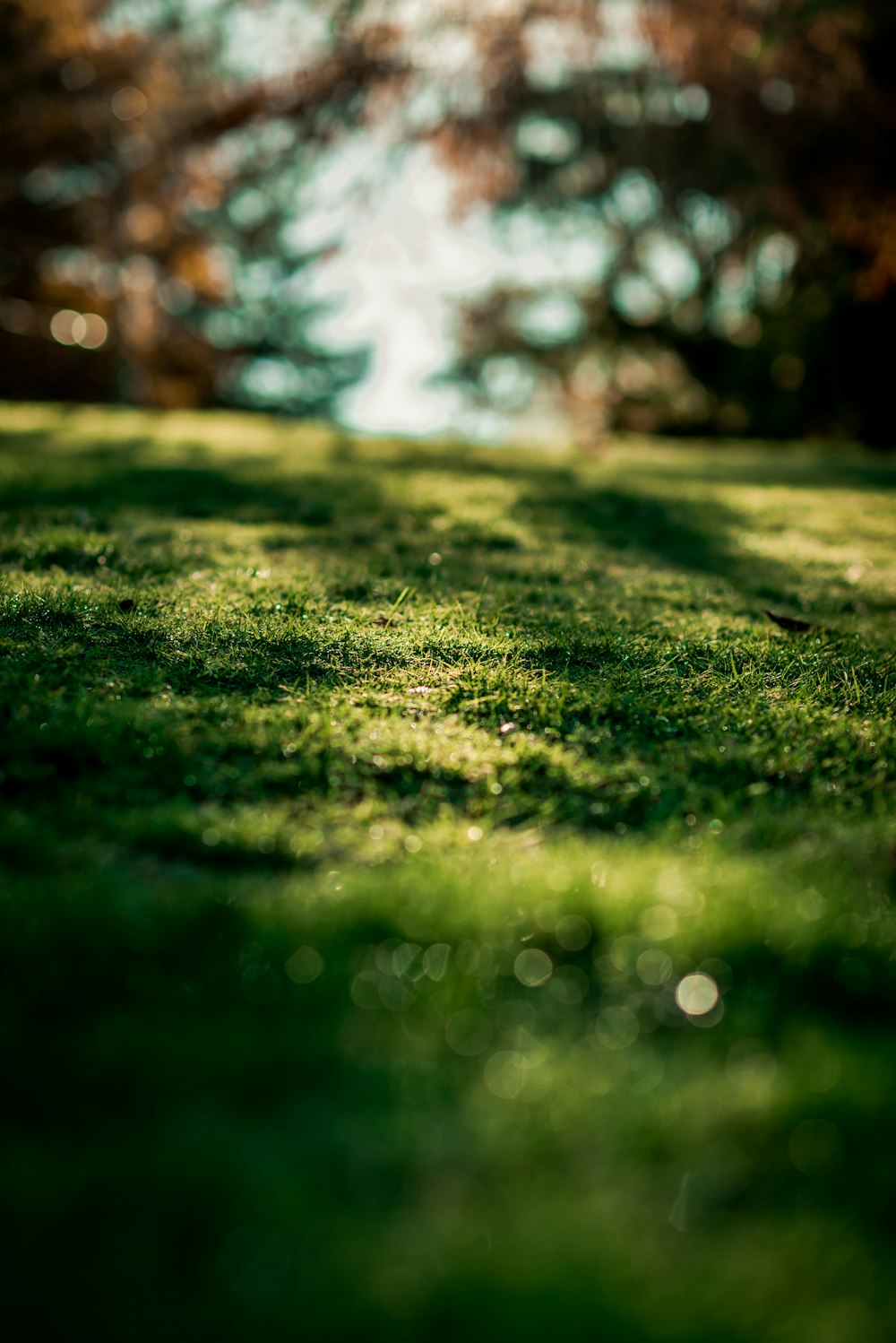 green grass