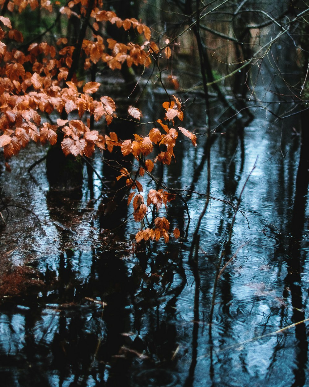 brown leafed trees beside lake