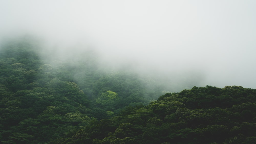 霧の緑の森
