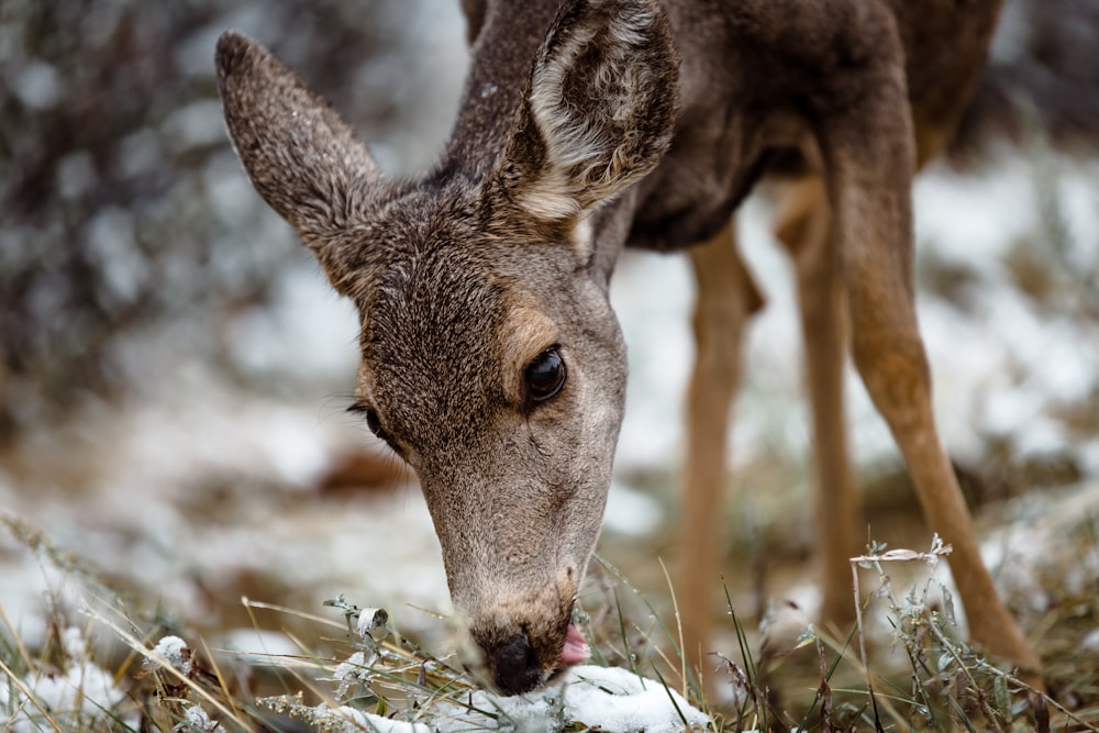 shallow focus photo of deer