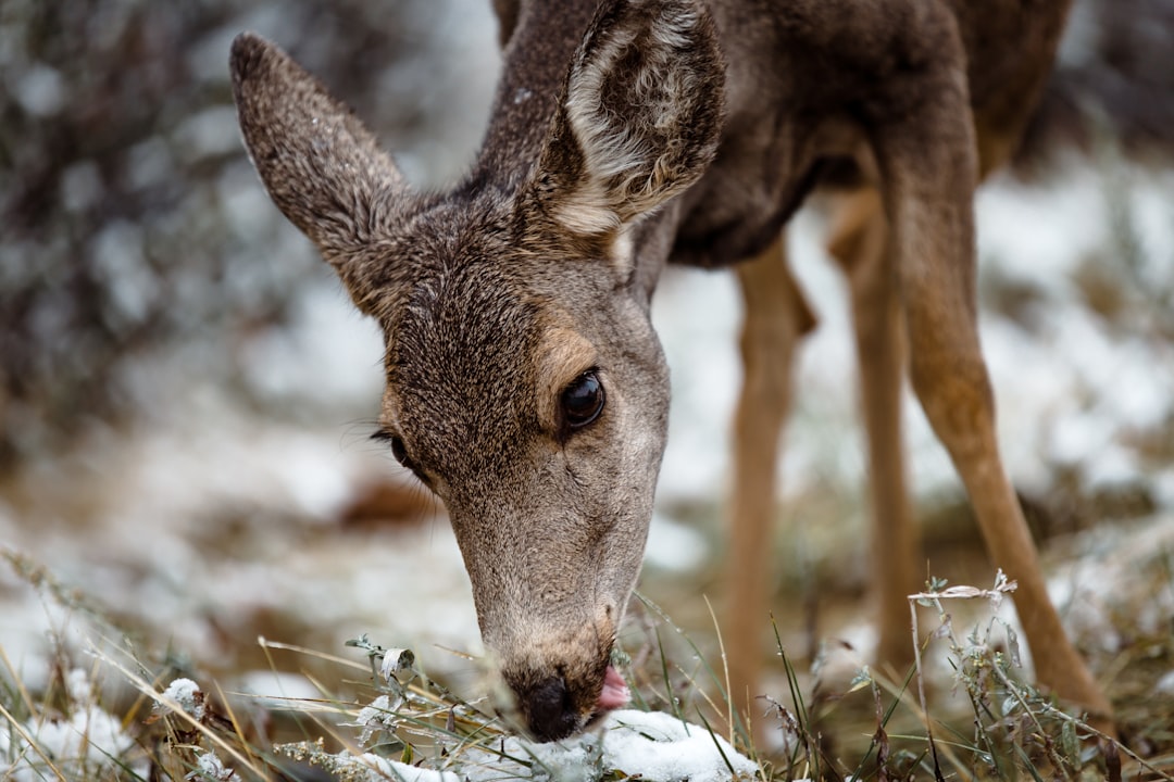 Wildlife photo spot Red Rocks Amphitheatre Silverthorne