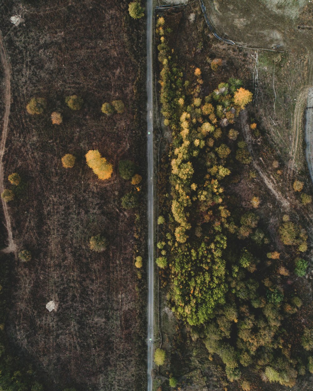 Luftaufnahme des grünen Laubbaums neben Raod
