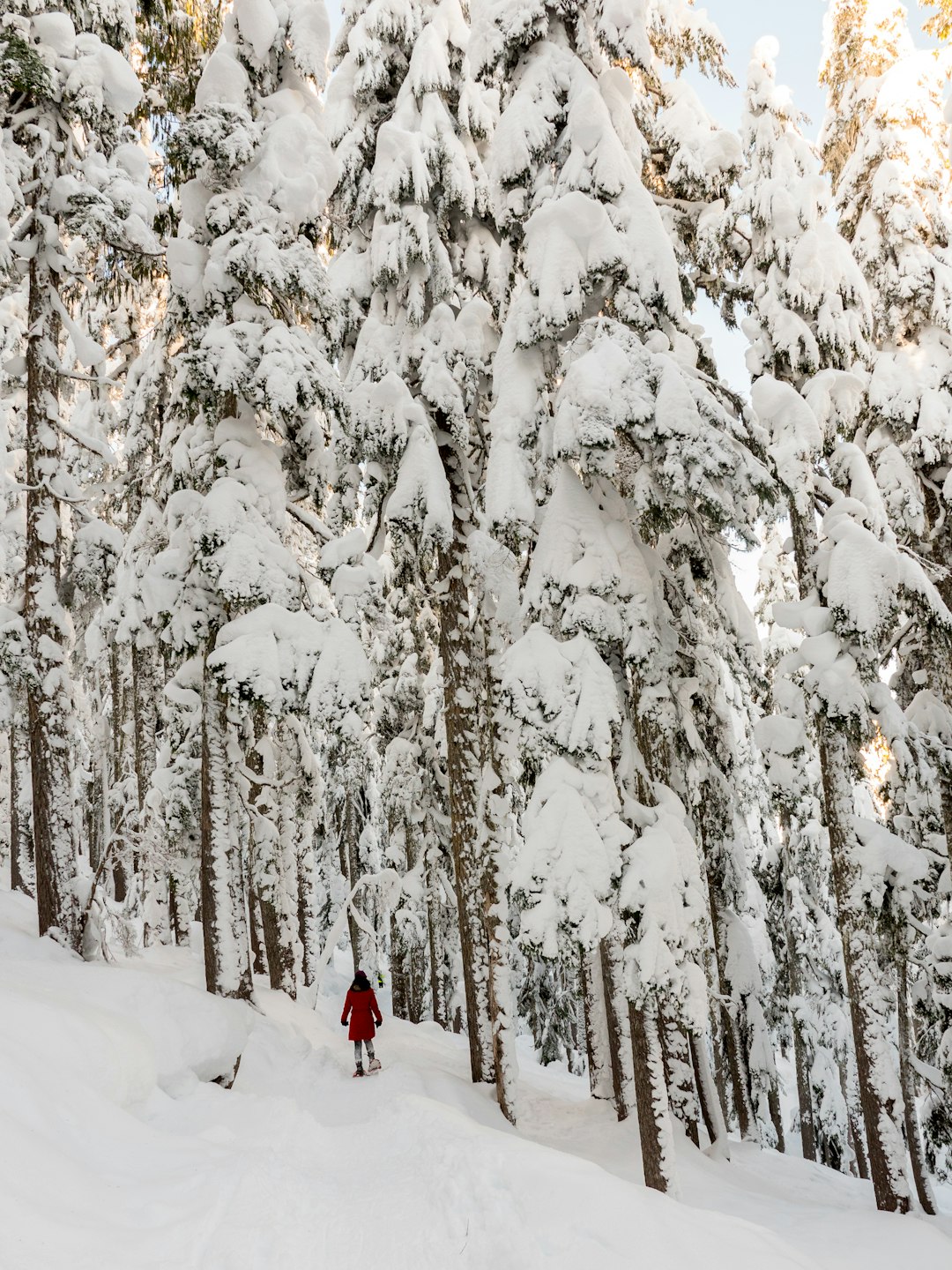 travelers stories about Forest in Forbidden Plateau - Helen Mackenzie Lake Loop, Canada