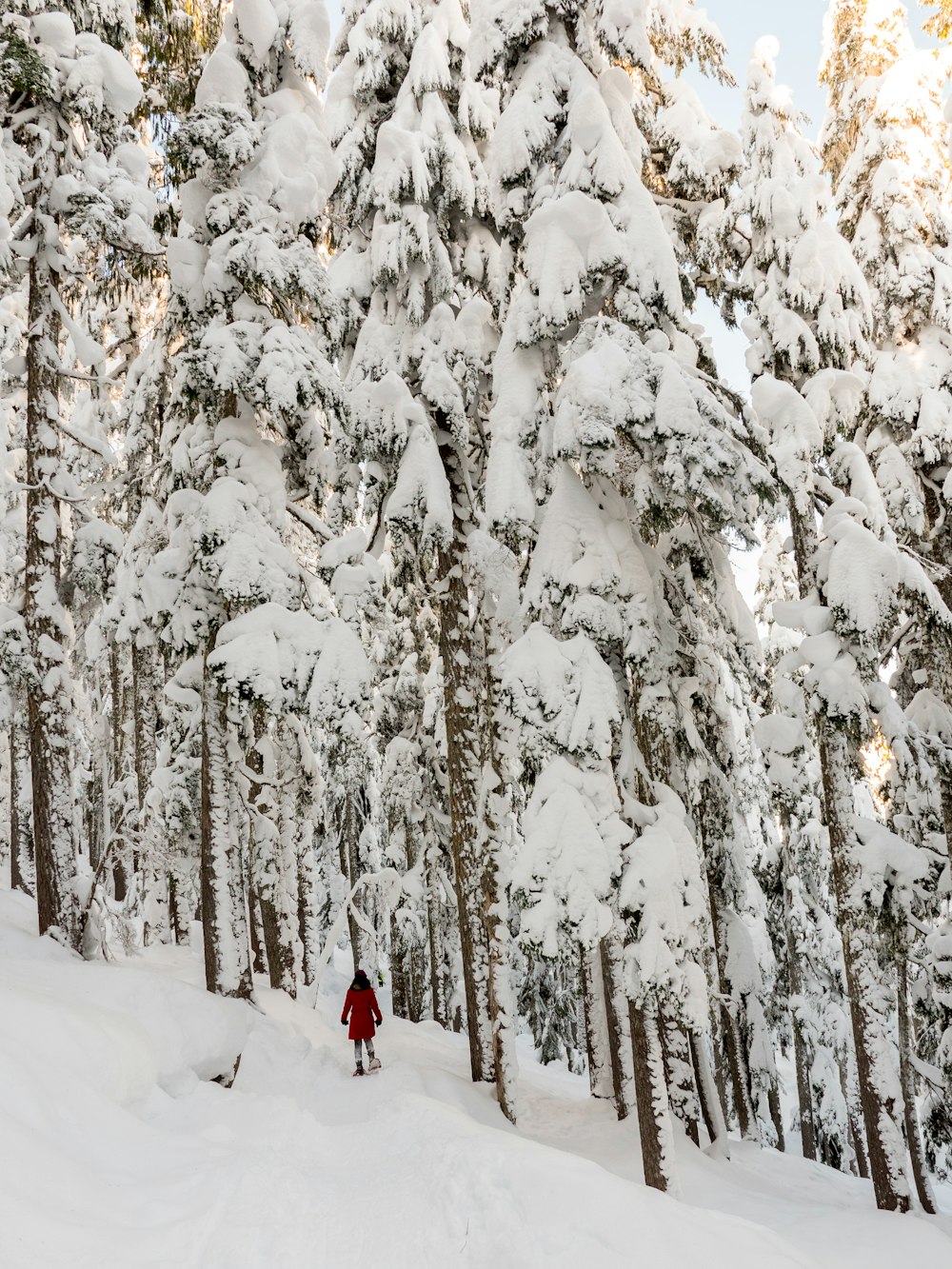 snow-covered land during daytme