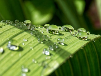 Close-up of crystal-clear water droplets glistening on green leaves near the farm’s water source.
