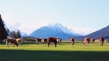 Cows grazing peacefully in a lush green field with a backdrop of majestic snow-capped mountains. The clear blue sky contrasts beautifully with the vivid greenery of the pasture.