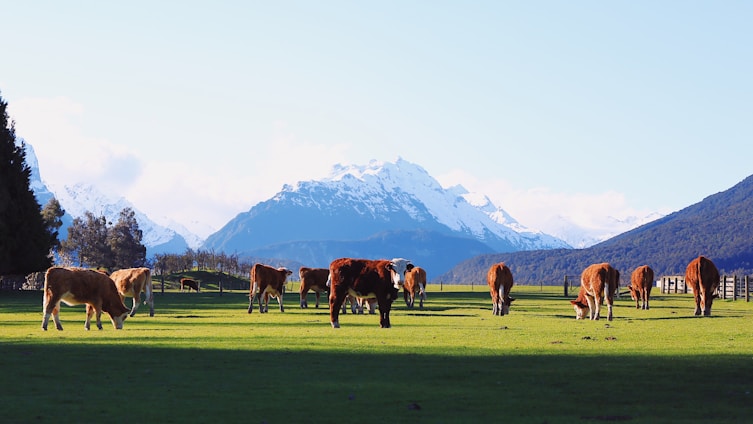 Sunlit pasture with happy rescued farm animals grazing peacefully under a blue sky.