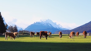 Cows grazing peacefully in a lush green field with a backdrop of majestic snow-capped mountains. The clear blue sky contrasts beautifully with the vivid greenery of the pasture.