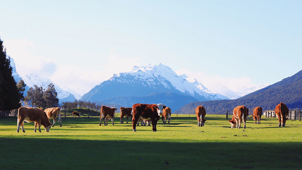 Close-up of healthy cattle grazing peacefully in a lush green pasture under a clear blue sky