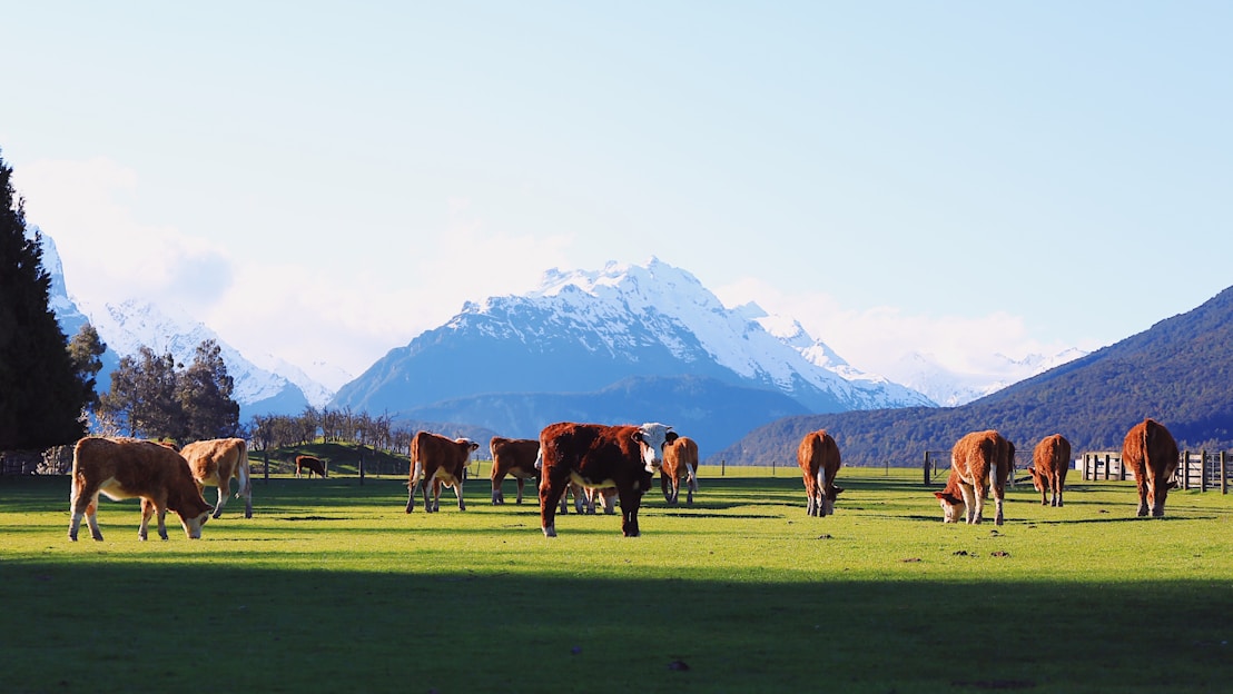 A vibrant photo of healthy cattle grazing in a lush green pasture under a bright blue sky in Antioquia.