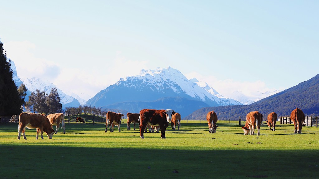Dairy Cattle Feed