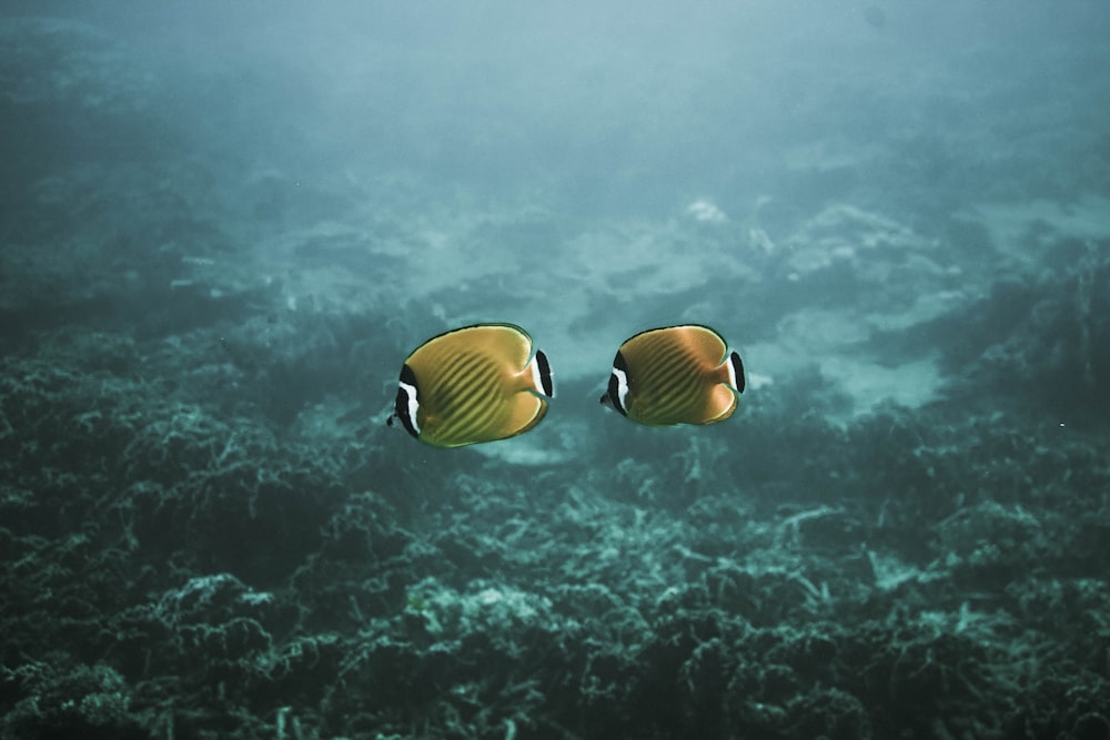 two yellow fishes underwater