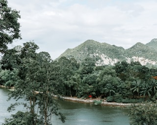 body of water between green trees at daytime