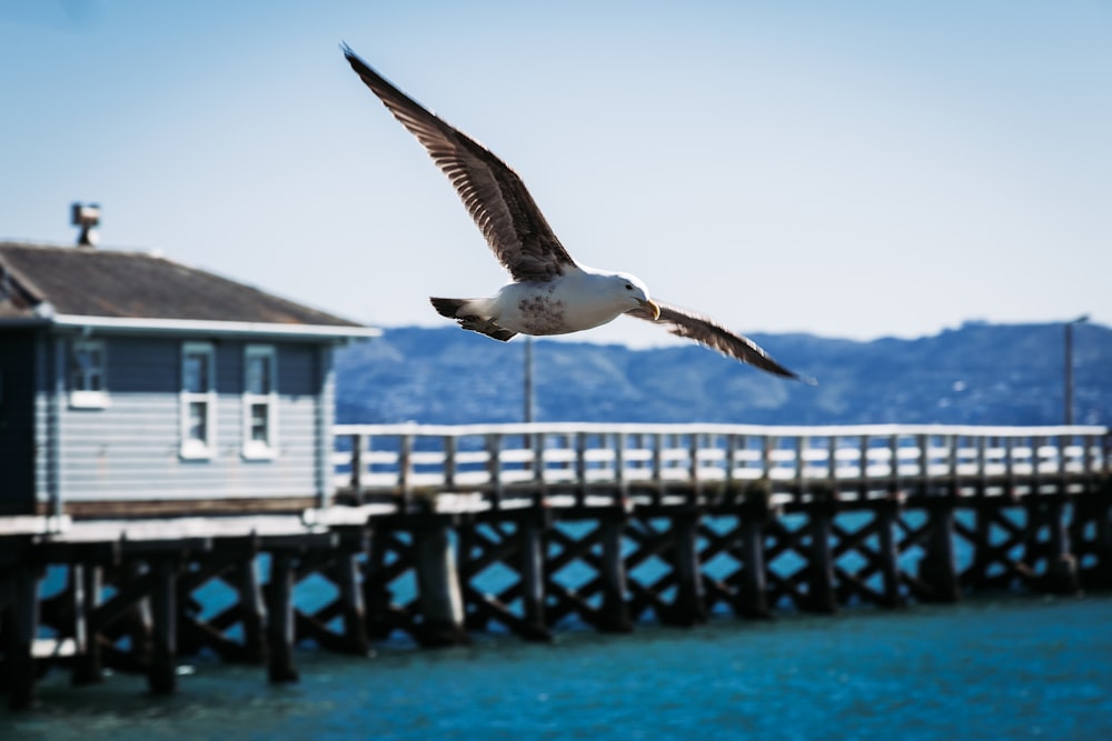 white and brown bird flying around cottage