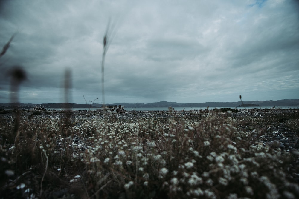 white petaled flower field